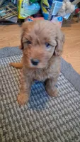 Paddington , a male Goldendoodle for sale in Millville, NJ – 1 of 1