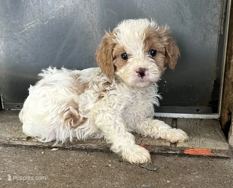 Noodle – Cavapoo puppy for sale in Millville, NJ