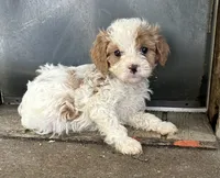 Noodle, a male Cavapoo for sale in Millville, NJ – 1 of 1