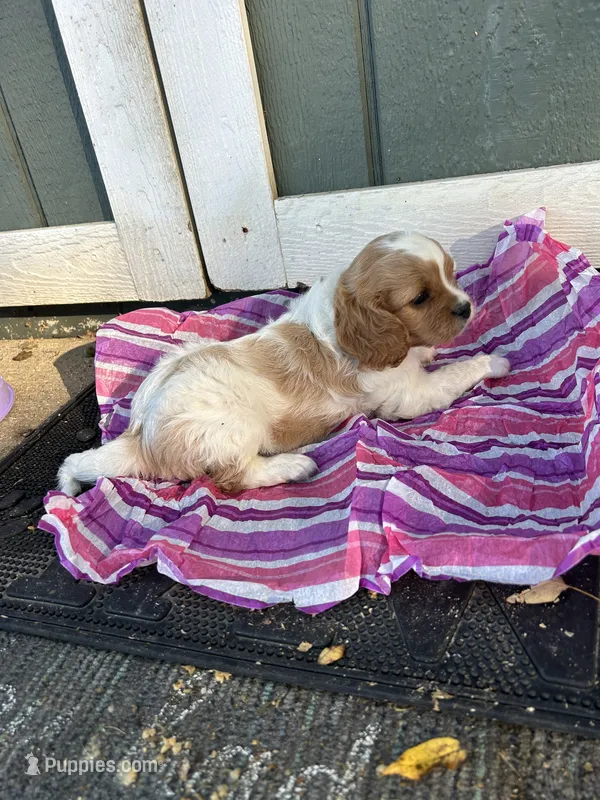 Macy – Cavapoo puppy for sale in Millville, NJ