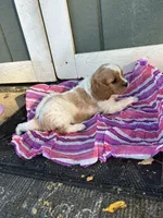 Macy, a female Cavapoo for sale in Millville, NJ – 1 of 2