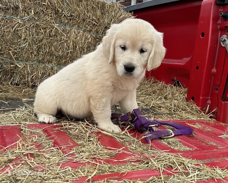 Betsy, a female Golden Retriever for sale in Millville, NJ – Photo 1 of 1