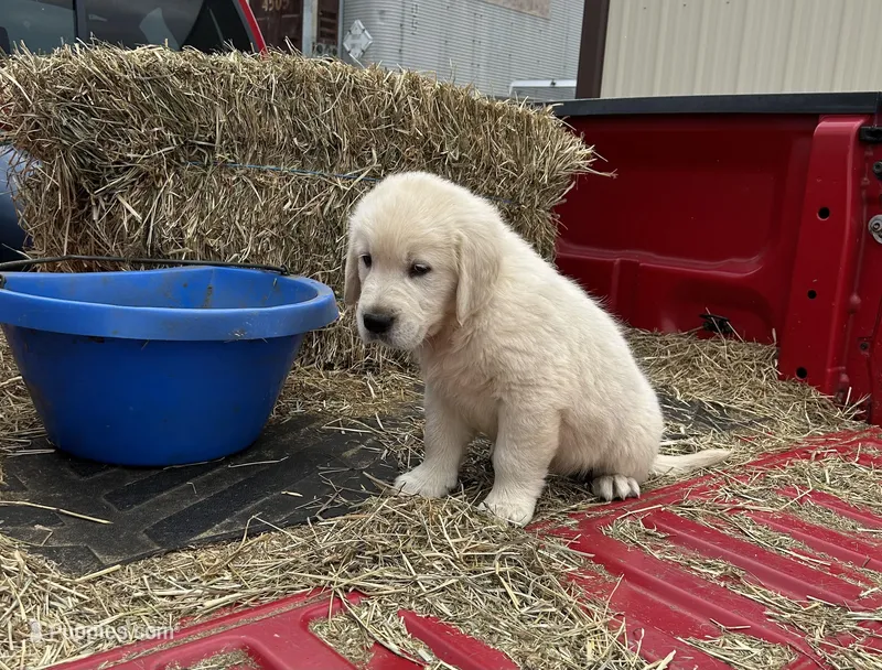 Wally – Golden Retriever puppy for sale in Millville, NJ
