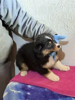 Lola, a male Australian Shepherd for sale in Millville, NJ – Photo 2 of 2