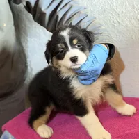 Lola, a male Australian Shepherd for sale in Millville, NJ – Photo 1 of 2