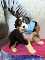 Lola, a male Australian Shepherd for sale in Millville, NJ – Photo 1 of 2