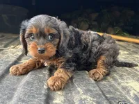 Lola, a female Cavapoo for sale in Millville, NJ – 2 of 2
