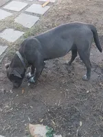 Blu, a female American Pit Bull Terrier for sale in Palmdale, CA – 2 of 2