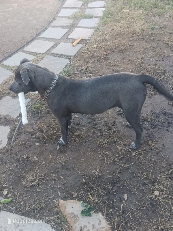 Blu – American Pit Bull Terrier puppy for sale in Palmdale, CA