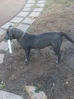 Blu, a female American Pit Bull Terrier for sale in Palmdale, CA – 1 of 2