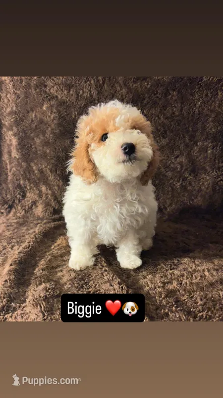 Biggie – Poodle - Toy  puppy for sale in Manassas Park, VA