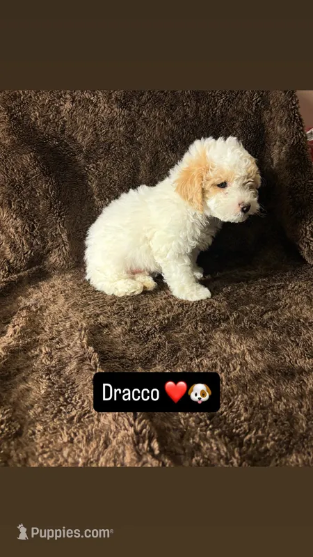 Dracco – Poodle - Toy  puppy for sale in Manassas Park, VA
