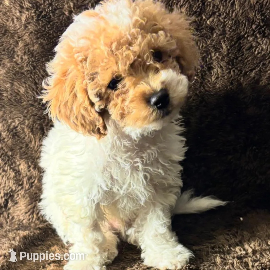 Latte, a male Poodle - Toy  for sale in Manassas Park, VA – Photo 1 of 1