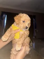 Pear , a male Poodle - Toy  for sale in Manassas Park, VA – Photo 2 of 5