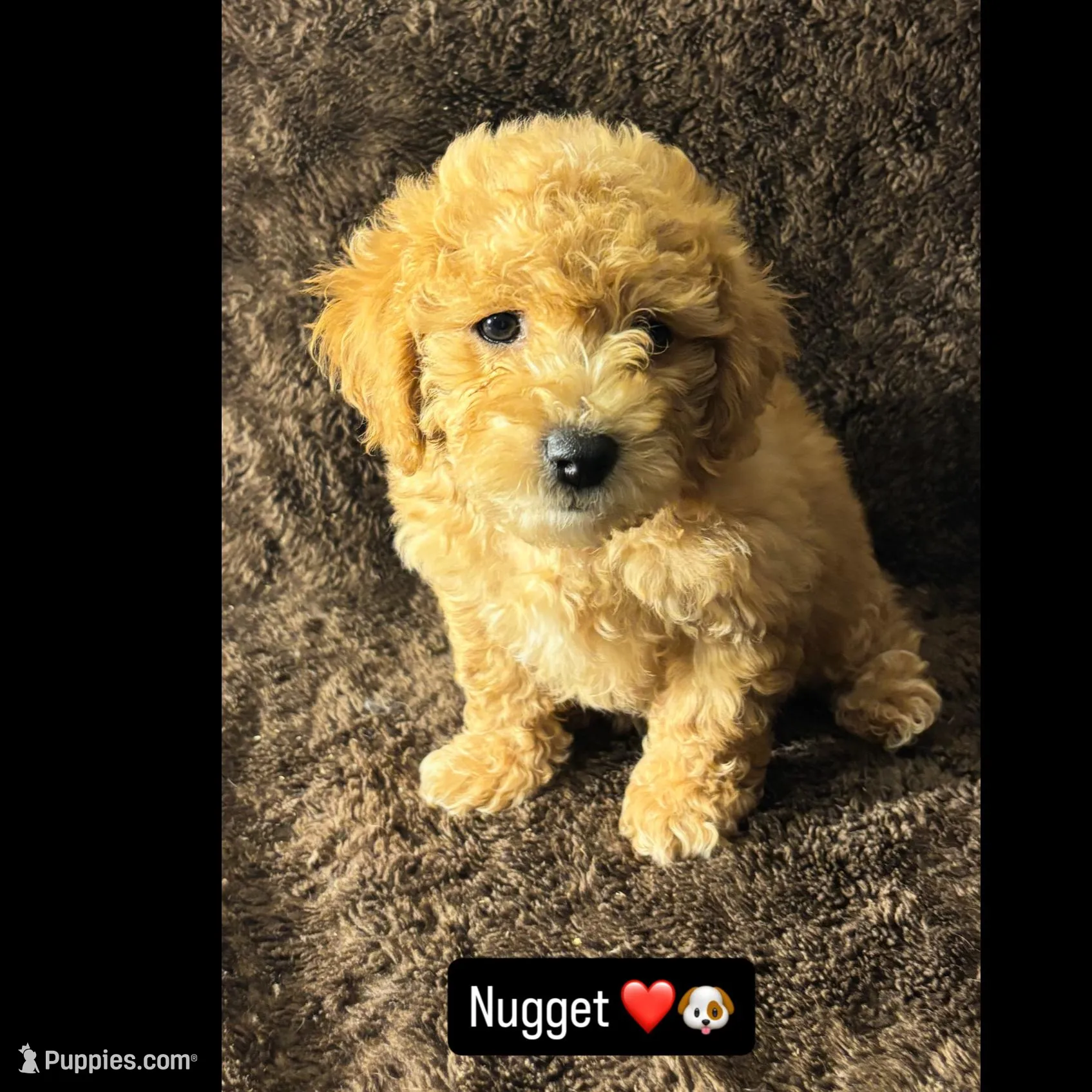 Nugget , a male Poodle - Toy  for sale in Manassas Park, VA – Photo 4 of 5