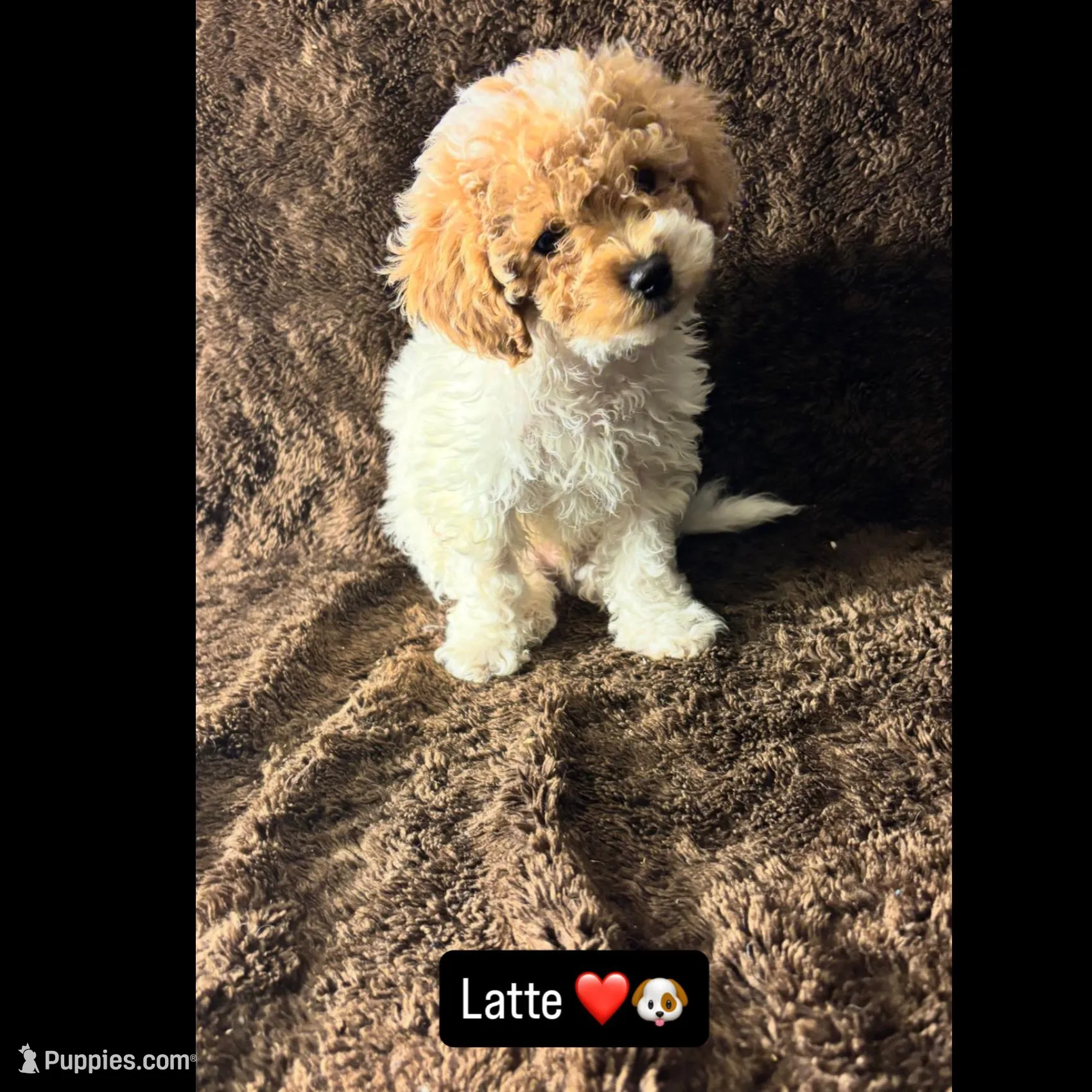 Nugget , a male Poodle - Toy  for sale in Manassas Park, VA – Photo 5 of 5