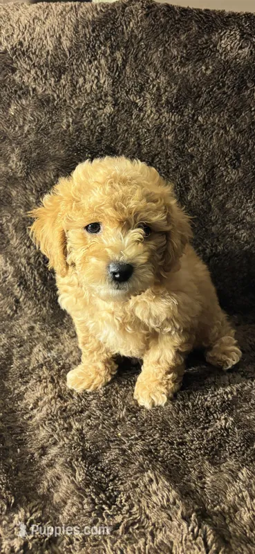 Nugget  – Poodle - Toy  puppy for sale in Manassas Park, VA