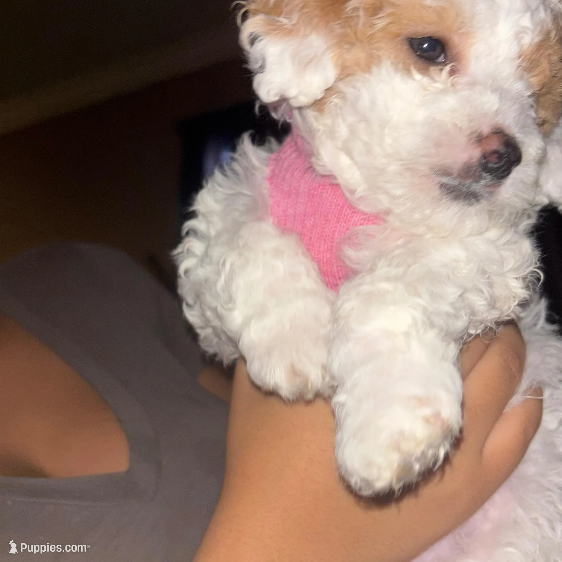 Pear  – Poodle - Toy  puppy for sale in Manassas Park, VA