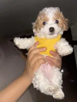 Pear , a male Poodle - Toy  for sale in Manassas Park, VA – Photo 4 of 5