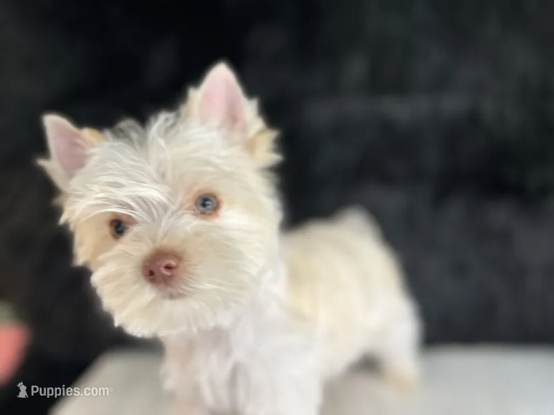 Bear  – Yorkshire Terrier puppy for sale in Cleveland, TN