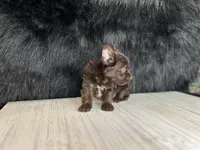 Zack, a male Yorkshire Terrier for sale in Cleveland, TN – 2 of 3