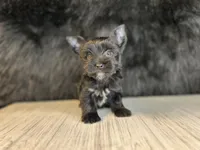 Benji, a male Yorkshire Terrier for sale in Cleveland, TN – 2 of 3