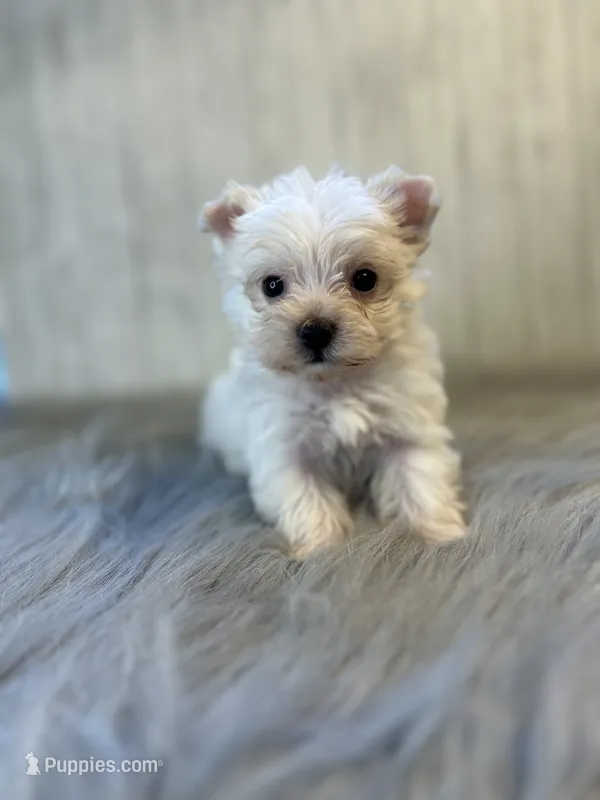 Taz – Yorkshire Terrier puppy for sale in Cleveland, TN