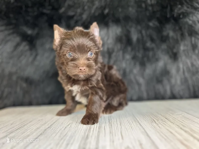 Zack – Yorkshire Terrier puppy for sale in Cleveland, TN