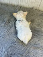 Mark/ black , a male Yorkshire Terrier for sale in Cleveland, TN – 8 of 8
