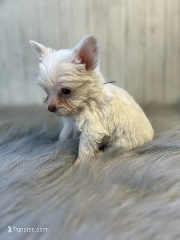 Mark/ black  – Yorkshire Terrier puppy for sale in Cleveland, TN
