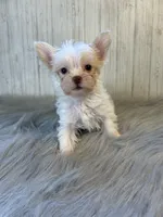 Mark/ black , a male Yorkshire Terrier for sale in Cleveland, TN – 4 of 8