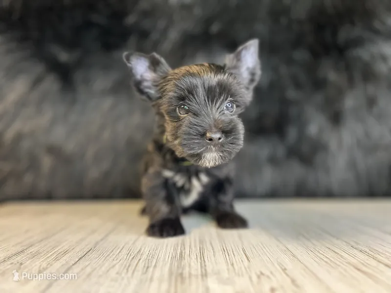 Benji – Yorkshire Terrier puppy for sale in Cleveland, TN