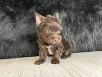 Zack, a male Yorkshire Terrier for sale in Cleveland, TN – 3 of 3