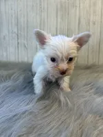 Mark/ black , a male Yorkshire Terrier for sale in Cleveland, TN – 3 of 8