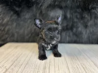 Benji, a male Yorkshire Terrier for sale in Cleveland, TN – 3 of 3