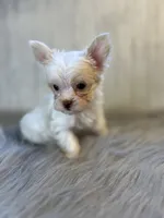 River / blue, a male Yorkshire Terrier for sale in Cleveland, TN – 4 of 5