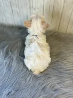 River / blue, a male Yorkshire Terrier for sale in Cleveland, TN – 5 of 5