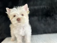 Bear , a male Yorkshire Terrier for sale in Cleveland, TN – 2 of 3
