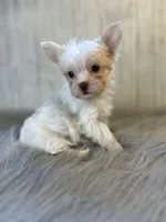 River / blue, a male Yorkshire Terrier for sale in Cleveland, TN – 3 of 5