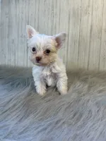 Mark/ black , a male Yorkshire Terrier for sale in Cleveland, TN – 5 of 8