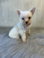 Mark/ black , a male Yorkshire Terrier for sale in Cleveland, TN – 2 of 8