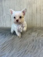 Mark/ black , a male Yorkshire Terrier for sale in Cleveland, TN – 6 of 8