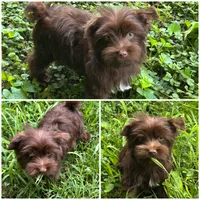 Zack, a male Yorkshire Terrier for sale in Cleveland, TN – 4 of 4