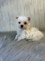 Taz, a male Yorkshire Terrier for sale in Cleveland, TN – 4 of 5