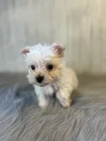 Taz, a male Yorkshire Terrier for sale in Cleveland, TN – 2 of 5