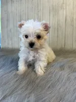 Taz, a male Yorkshire Terrier for sale in Cleveland, TN – 3 of 5