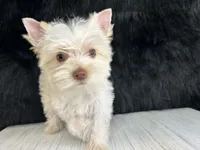 Bear , a male Yorkshire Terrier for sale in Cleveland, TN – 3 of 3