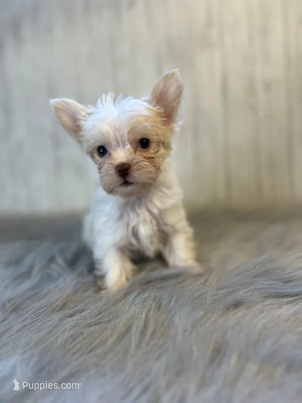 River / blue – Yorkshire Terrier puppy for sale in Cleveland, TN
