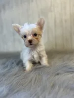 River / blue, a male Yorkshire Terrier for sale in Cleveland, TN – 1 of 5