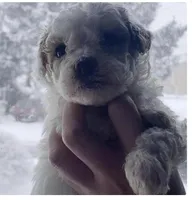 Stormy, a male Miniature Goldendoodle for sale in Cumberland, RI – Photo 3 of 3